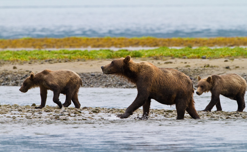 Grizzly Bear Sow And Cubs Crossing River